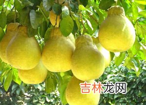 柿子和柚子能一起吃吗,柚子和柿子能一起吃吗