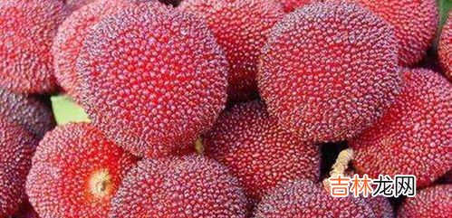 杨梅怎么清洗和保存,泡过盐水的杨梅怎么保存