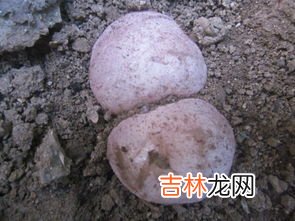 粘粘球有没有毒,粘粘球有没有毒啊?