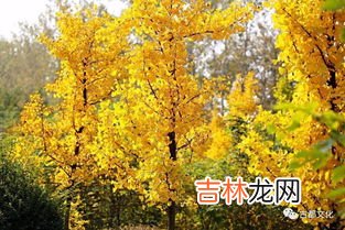 银杏怎么吃,银杏果怎么做好吃