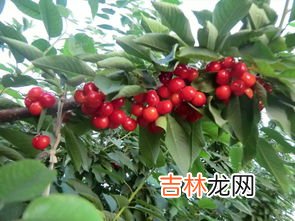 怎么摘樱桃,大樱桃摘心打顶时间是什么时候?方法是什么?