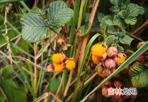 怎么摘樱桃,大樱桃摘心打顶时间是什么时候?方法是什么?