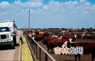 谷饲牛肉和草饲牛肉有什么区别,谷饲牛肉和草饲牛肉有什么区别