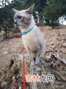 猫咪为什么不让摸肚子,为什么猫咪的肚子摸不得