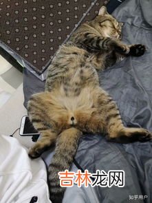 猫咪为什么不让摸肚子,为什么猫咪的肚子摸不得