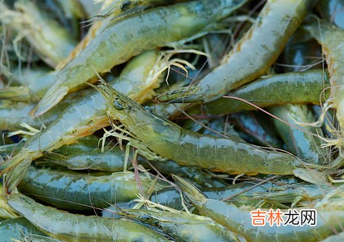 基围虾开背怎么开,虾开背怎么开