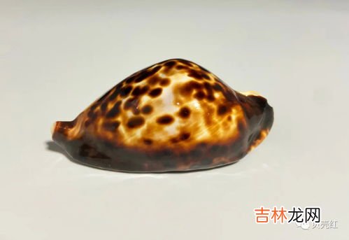 鲍氏之子寓意,&#8203;鲍氏之子的寓意及原文翻译