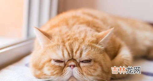 猫为什么那么招人讨厌,为什么有些人会很讨厌猫呢