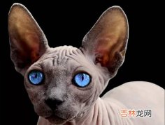 猫为什么那么招人讨厌,为什么有些人会很讨厌猫呢