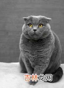 猫为什么那么招人讨厌,为什么有些人会很讨厌猫呢