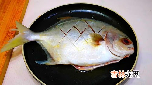 鲳鱼有鱼鳞吗,鲳鱼的挑选方法是什么