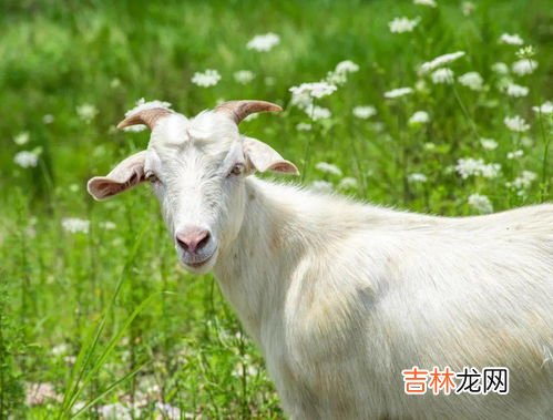 相亲为什么嫌弃属羊的,属羊的你相亲被歧视竟然是因为她？