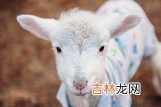 相亲为什么嫌弃属羊的,属羊的你相亲被歧视竟然是因为她？