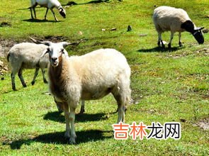 相亲为什么嫌弃属羊的,属羊的你相亲被歧视竟然是因为她？
