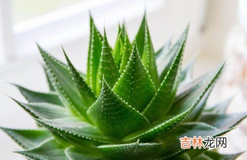 芦荟的功效与作用,芦荟的功效及药理作用