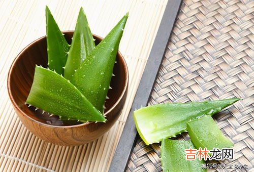 芦荟的功效与作用,芦荟的功效及药理作用
