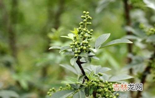 花椒泡脚的功效与作用,花椒泡脚有什么作用与功效?