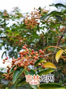 花椒泡脚的功效与作用,花椒泡脚有什么作用与功效?