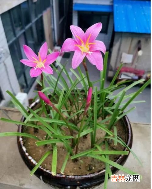 风雨兰吃了,人若是不小心吃了一点风雨兰的叶子要怎么处理