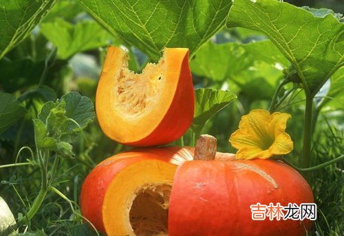 吃南瓜有什么好处,吃南瓜有哪些好处