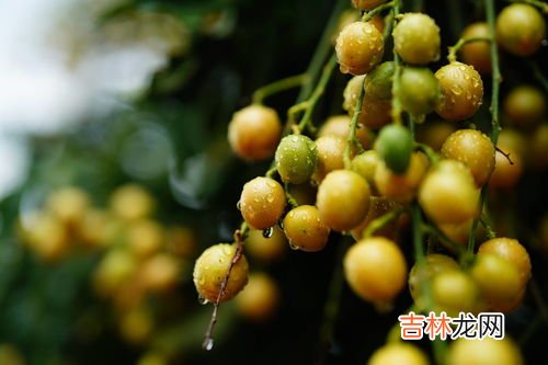 黄皮干制作方法 黄皮果怎样长久保鲜,黄皮的保鲜方法