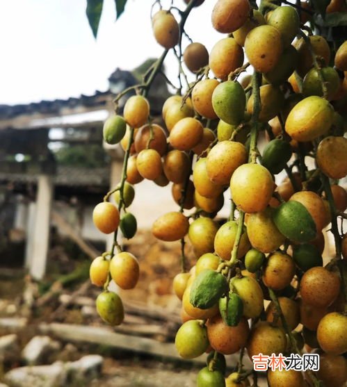 黄皮干制作方法 黄皮果怎样长久保鲜,黄皮的保鲜方法