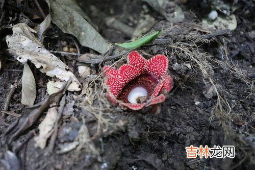 苍耳靠什么来传播种子,苍耳靠什么传播种子的答案