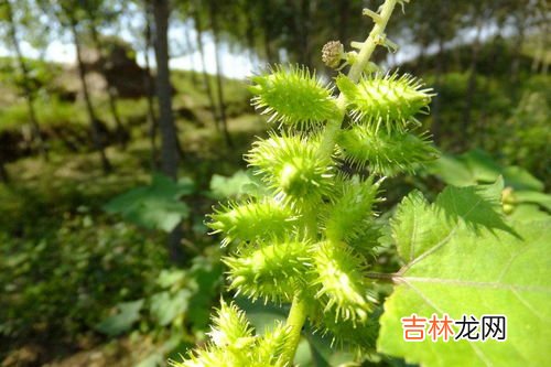 苍耳靠什么来传播种子,苍耳靠什么传播种子的答案