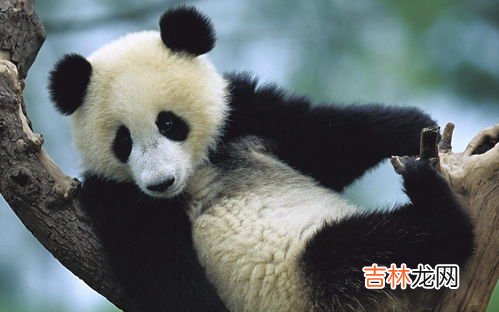 大熊猫“乐乐”真正死因是什么,大熊猫圆圆死亡原因