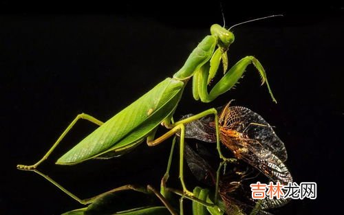 螳螂吃什么,螳螂吃什么虫子
