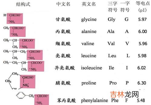氨基酸是21种还是20种,人体里有20种氨基酸对吗?