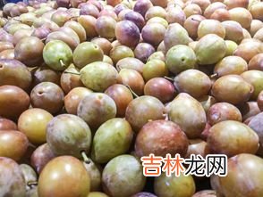 西梅不能与什么一起吃,西梅不能和什么一起吃 这几类食物最好不要一起吃!