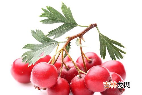 山楂片泡水的功效,山楂泡水喝的五大功效