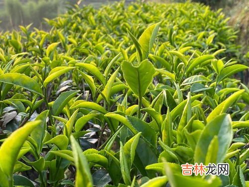 喝茶的好处,喝茶有什么好处