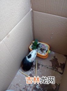 仓鼠吃什么,仓鼠是吃什么的?