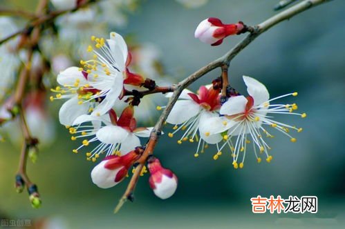 雨水属于哪一个季节的节气,雨水什么季节的节气 春天的第二个节气