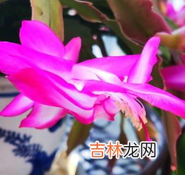 冬天开的花有哪些,冬天开放的花有什么花