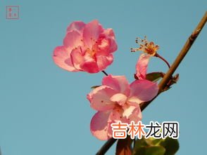 冬天开的花有哪些,冬天开放的花有什么花