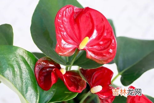 椿的寓意和象征,椿的花语是什么