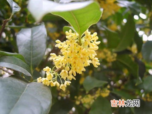 椿的寓意和象征,椿的花语是什么