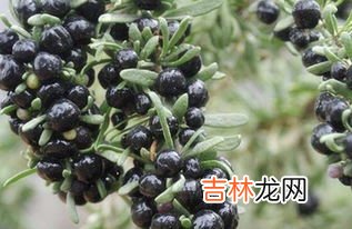 黑枸杞有什么功效,黑枸杞有什么功效?