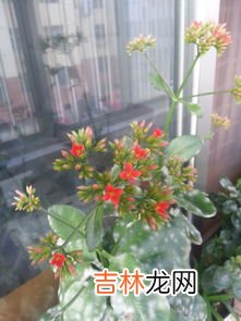 迎春花是什么颜色,迎春花是什么颜色的