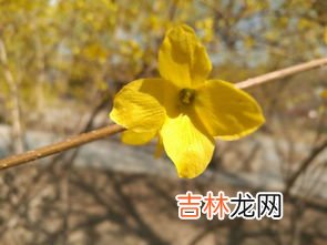 迎春花是什么颜色,迎春花是什么颜色的