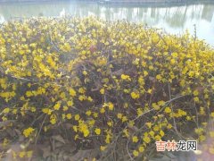 迎春花是什么颜色,迎春花是什么颜色的