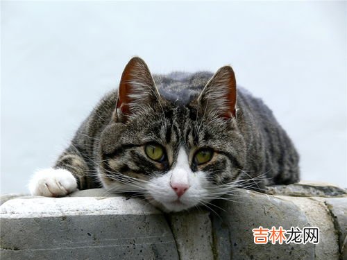 为什么猫咪一直叫,猫为什么天天一直叫个不停