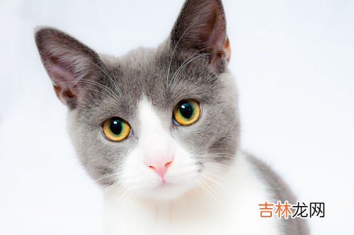 为什么猫咪一直叫,猫为什么天天一直叫个不停