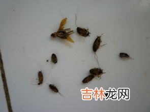 家里厨房有蟑螂怎么能根除,家里厨房有蟑螂怎么能根除