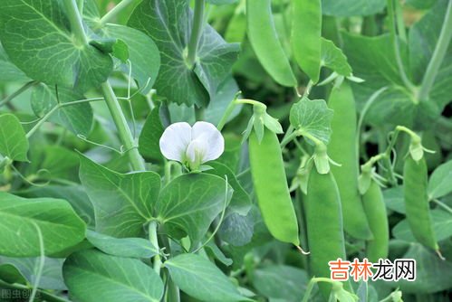 青豌豆发芽了怎么种,豌豆种植方法