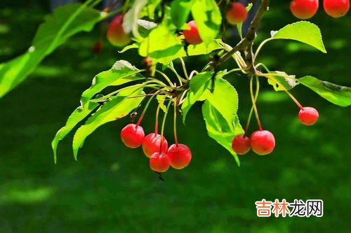 秋天的果实有哪些成熟,秋天成熟的果实有哪些?