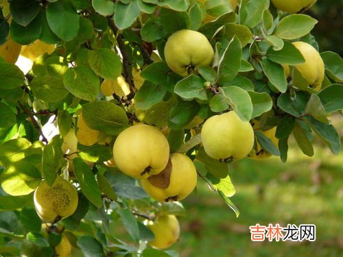 秋天的果实有哪些成熟,秋天成熟的果实有哪些?
